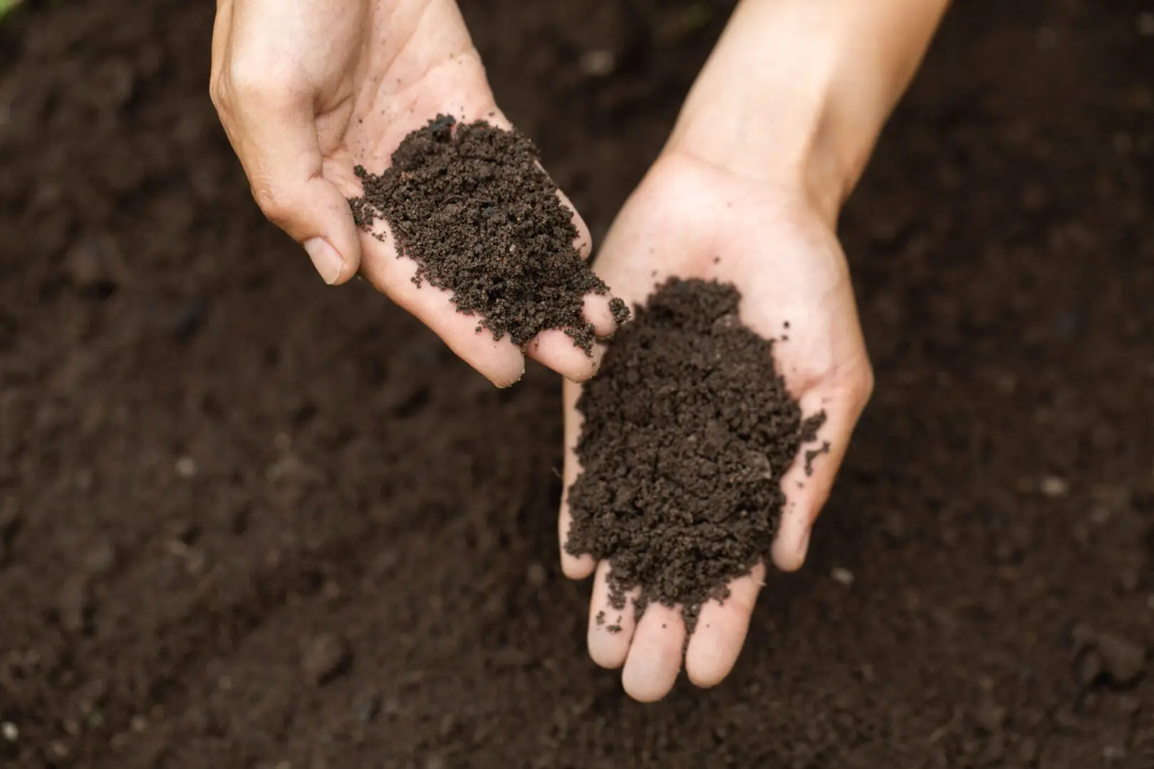 Top view. Farmer holding soil in hands.  The researchers check the quality of the soil.  Agriculture, gardening or ecology concept layout , copy space.